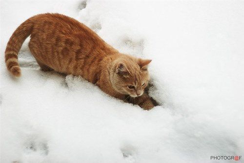 снежный БАРСик
