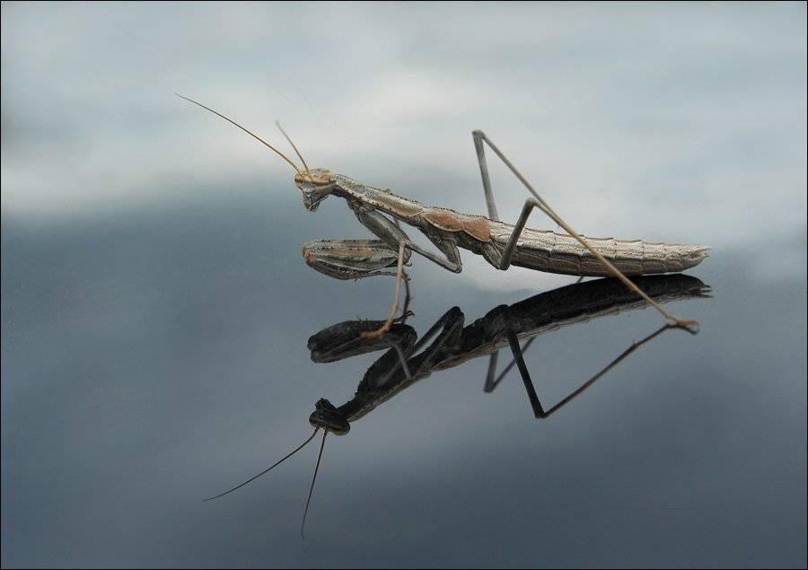 кузнечик, Шевцова  Алена