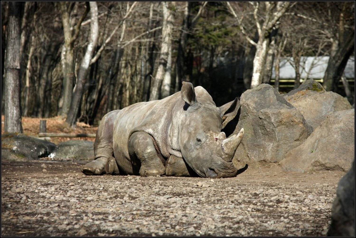 япония, фудзи сафари-парк, носорог, Gemini
