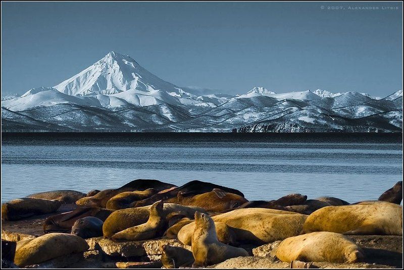 морской,лев,сивуч,вулкан,снег,горы,зима,лежбище,камчатка Пляж II фото превью