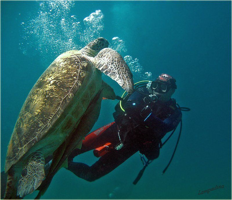 дайвер, морская черепаха, красное море Подводные танцы) фото превью