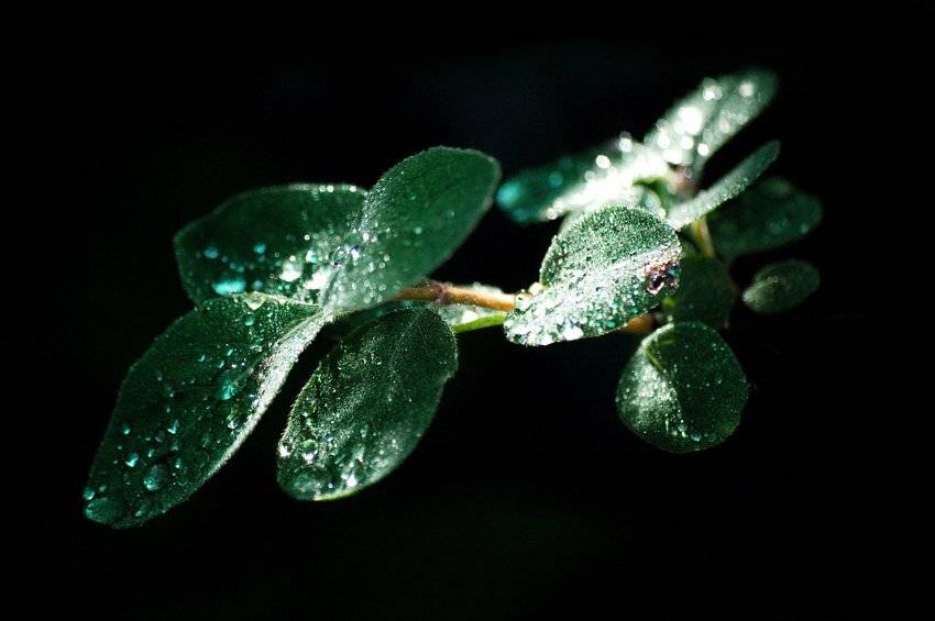 растение,листья,роса,татаринцев, Sergey Tatarincev