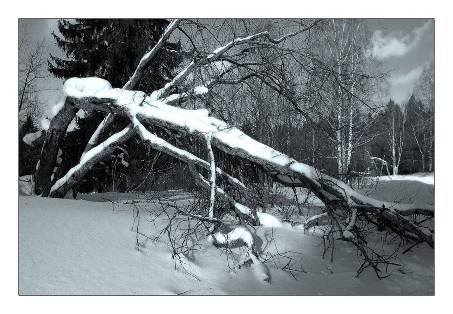 лес, зима, снег, ветвь, дерево, Павел