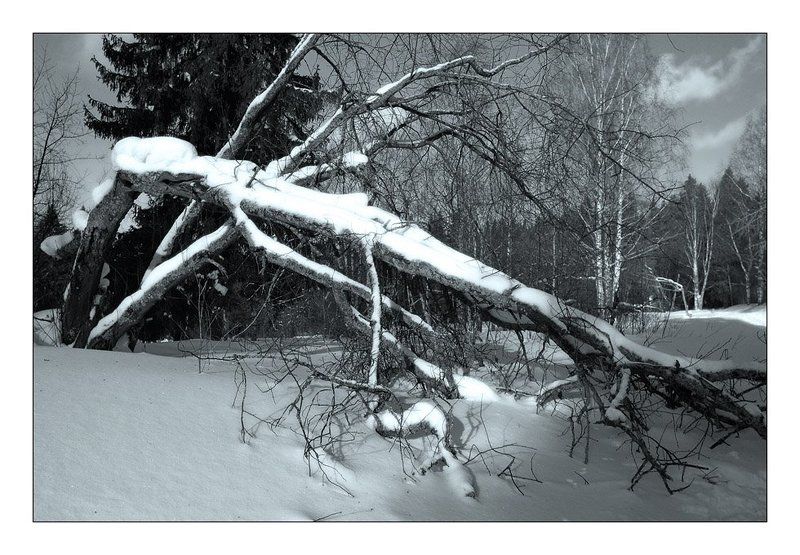 лес, зима, снег, ветвь, дерево  фото превью