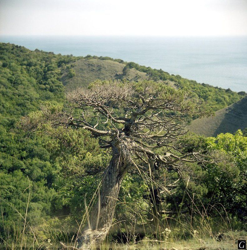 утриш, дерево, старое Утришский старожил фото превью