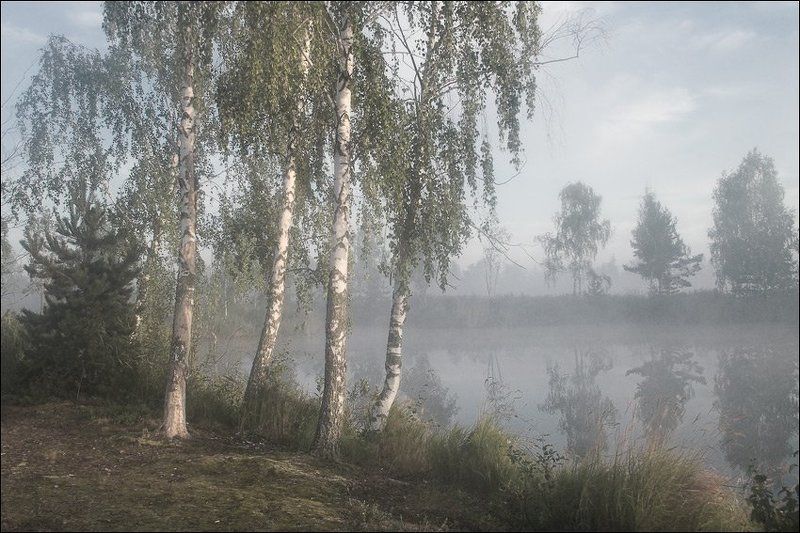 Утренняя цветная запотевшая болотная картинка с березами на берегу фото превью