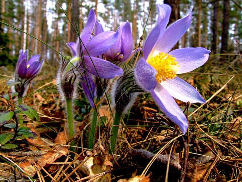 лес,природа,сон трава,лето  фото превью