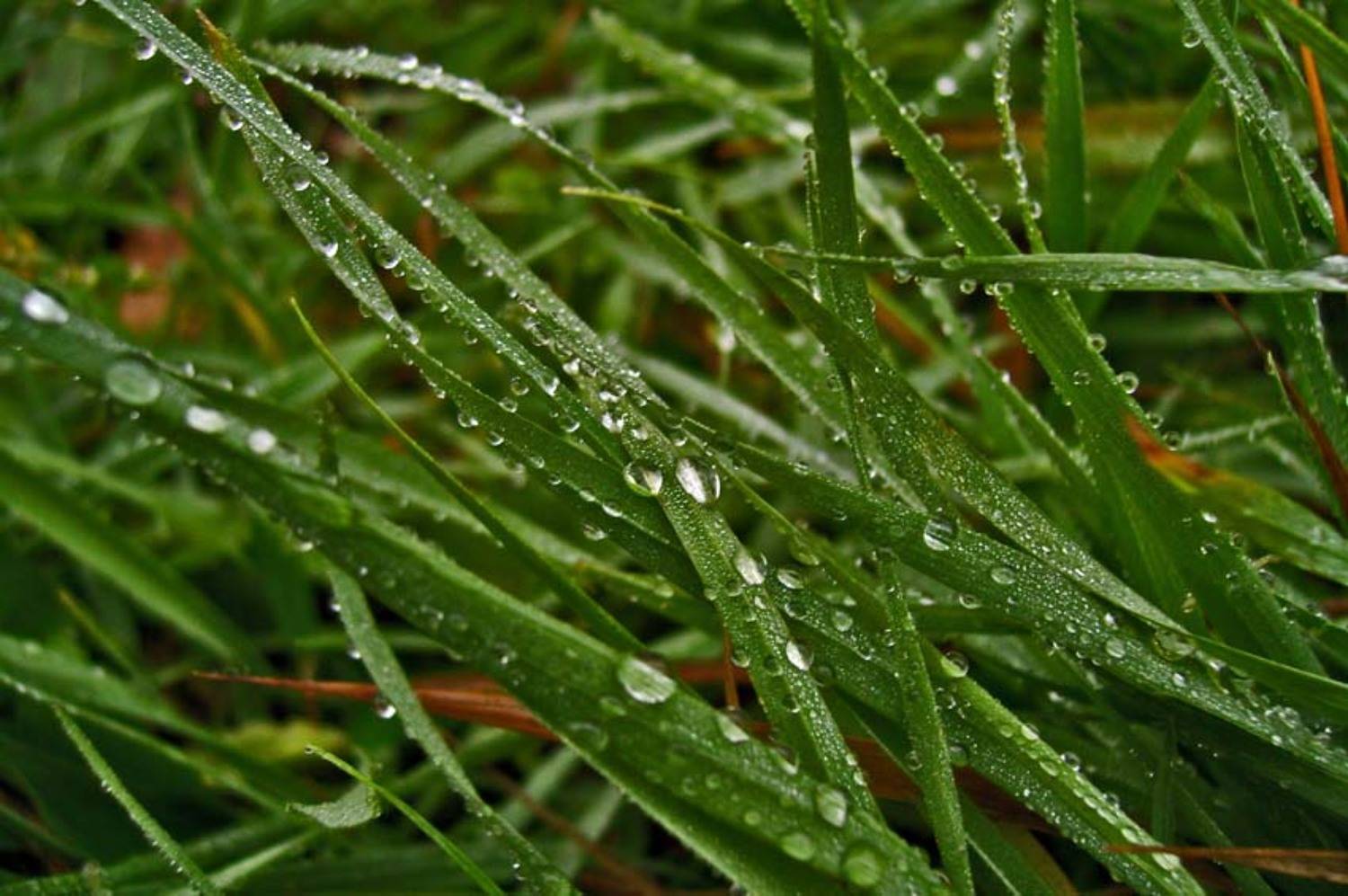 роса, трава, капля, вода, Remint