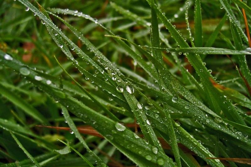 роса, трава, капля, вода Капельки фото превью