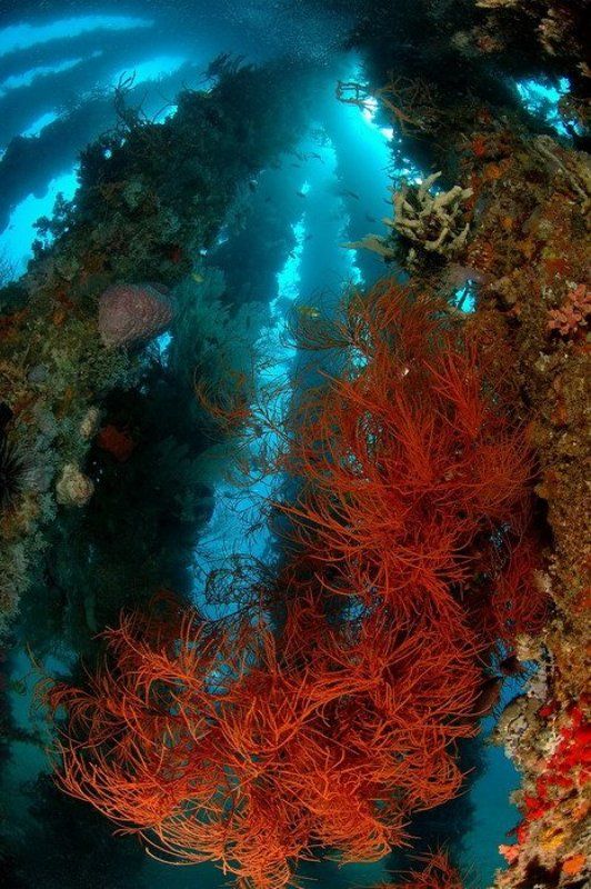 море, коралл, природа, пейзаж Бесконечность фото превью