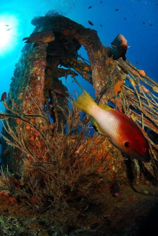 море, рыба,коралл, природа, пейзаж Рэк фото превью