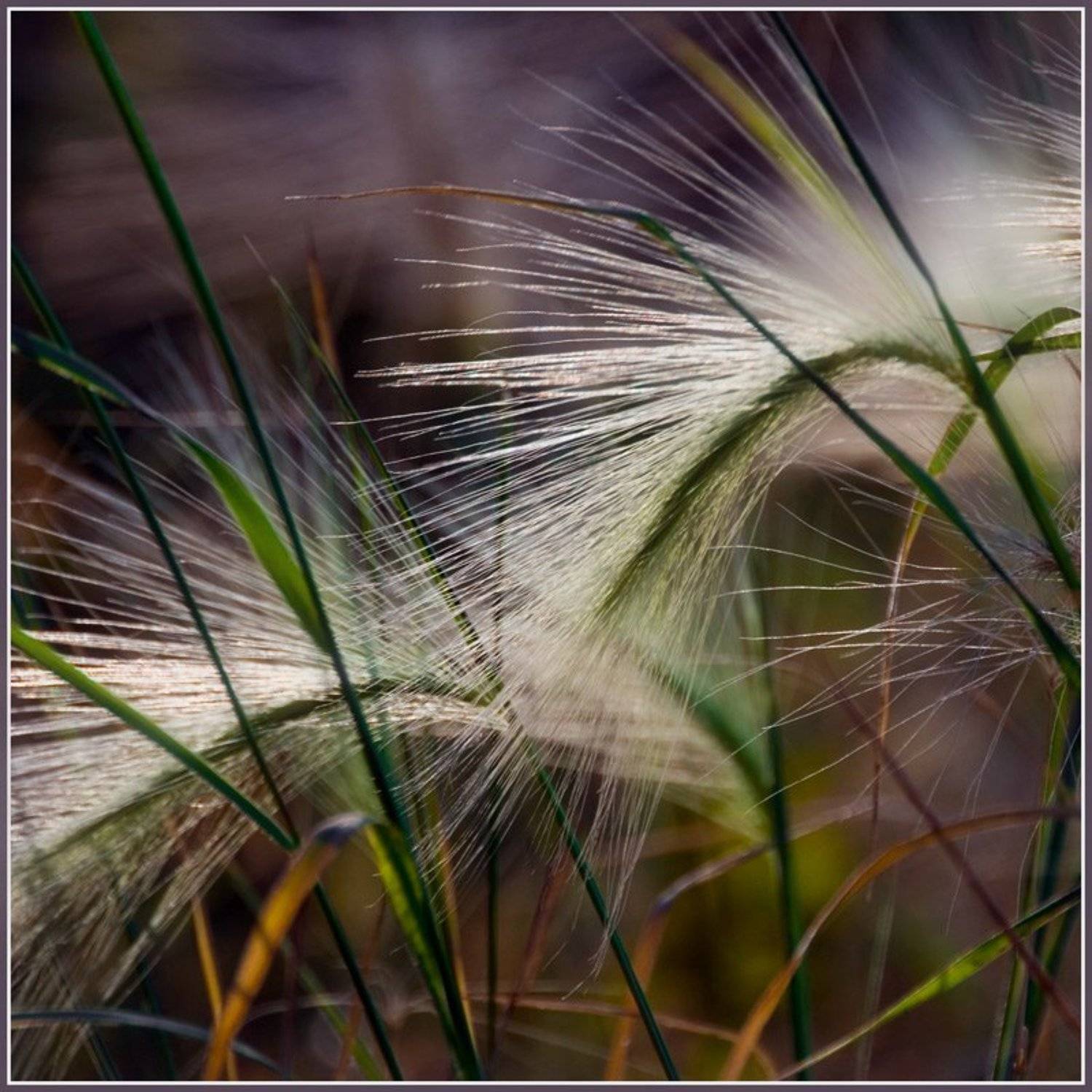 осень,колоски, Качурин Алексей