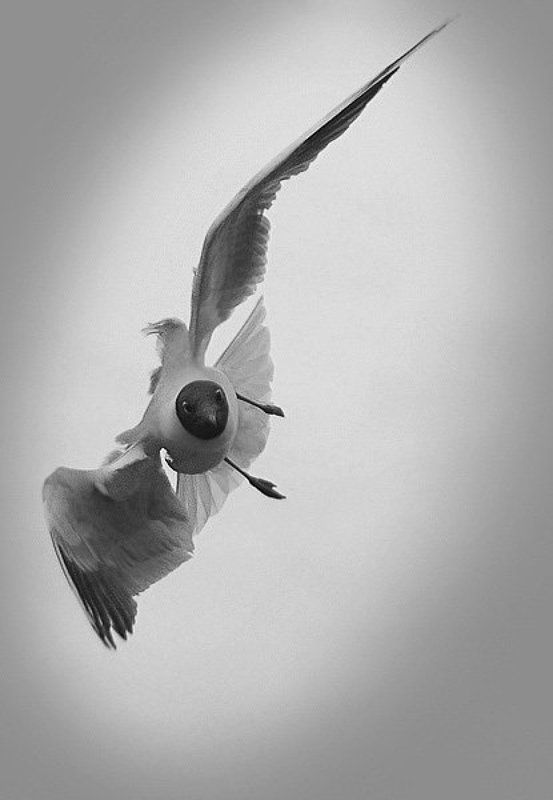 иммельман чайка переворот полет пилотаж пилотирование Иммельман фото превью