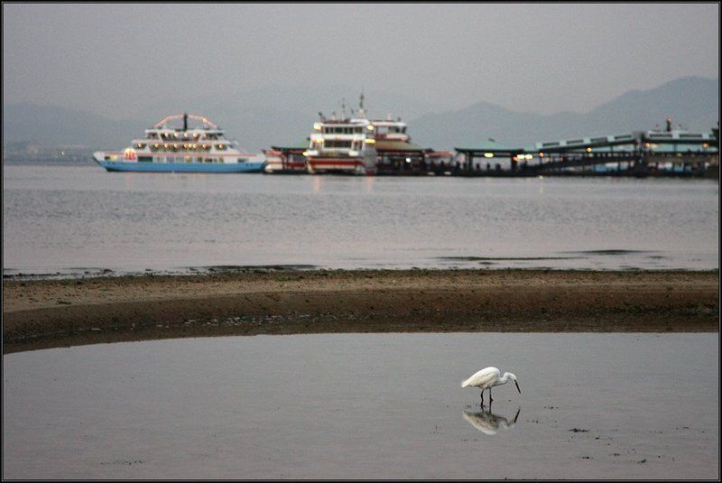 япония, миядзима, море, цапля * * * фото превью