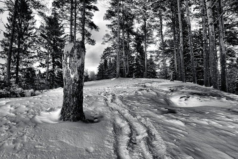 Где же вы мишки от Шишкина? фото превью