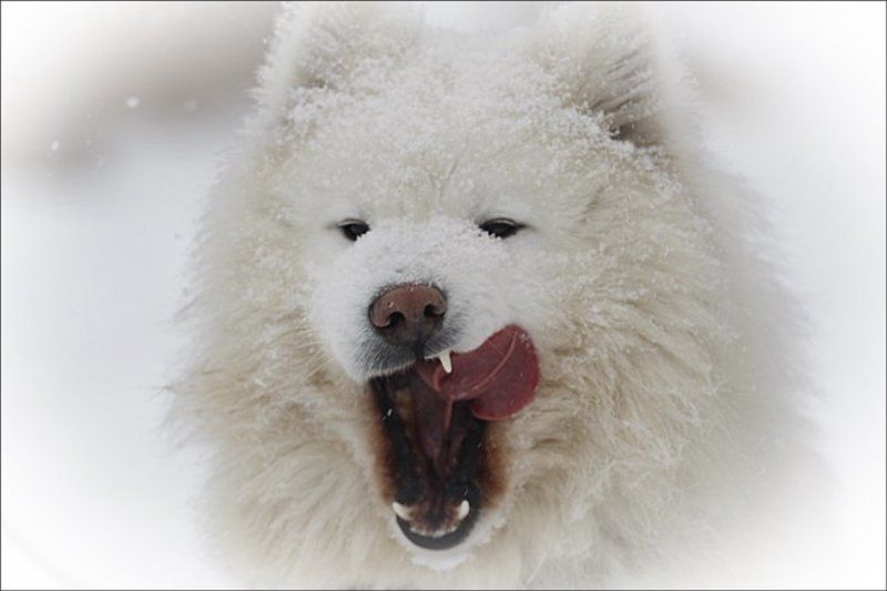 собаки *** фото превью