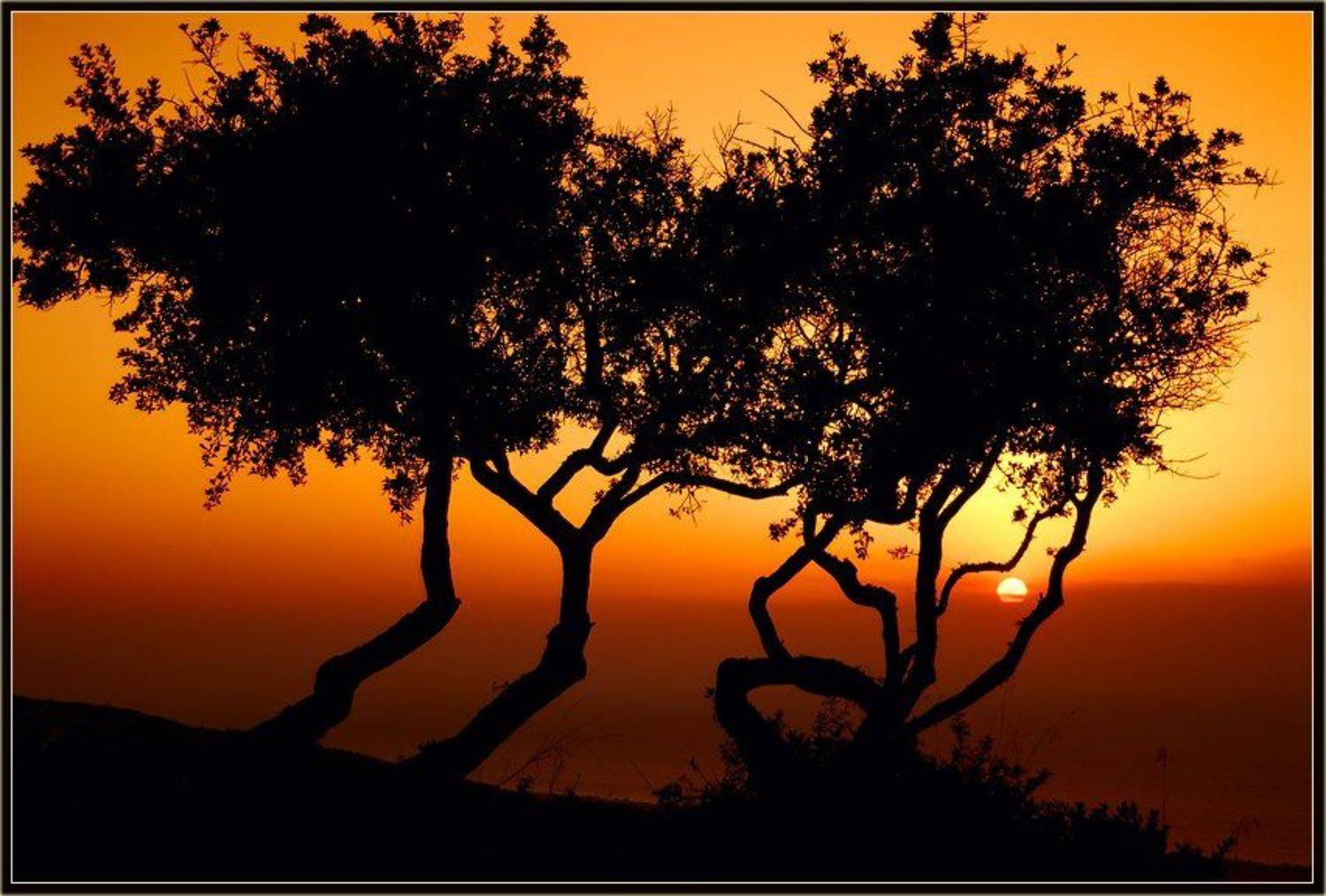 греция,родос,закат,солнце,деревья, Александр Константинов