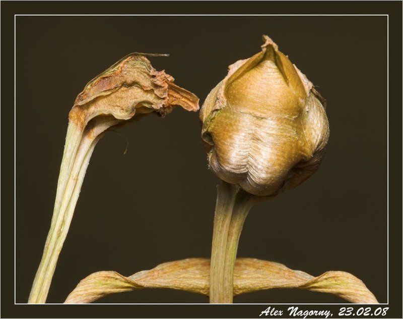23 февраля, праздник, здравия желаю, плод, альстромерия, солдат Здравия желаю!!! фото превью