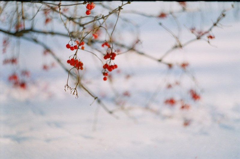 kamushek, helios, пленка, зенит-122 *** фото превью