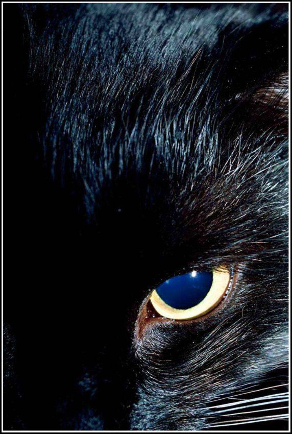 кошка, Качурин Алексей