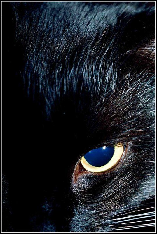 кошка Взгляд фото превью