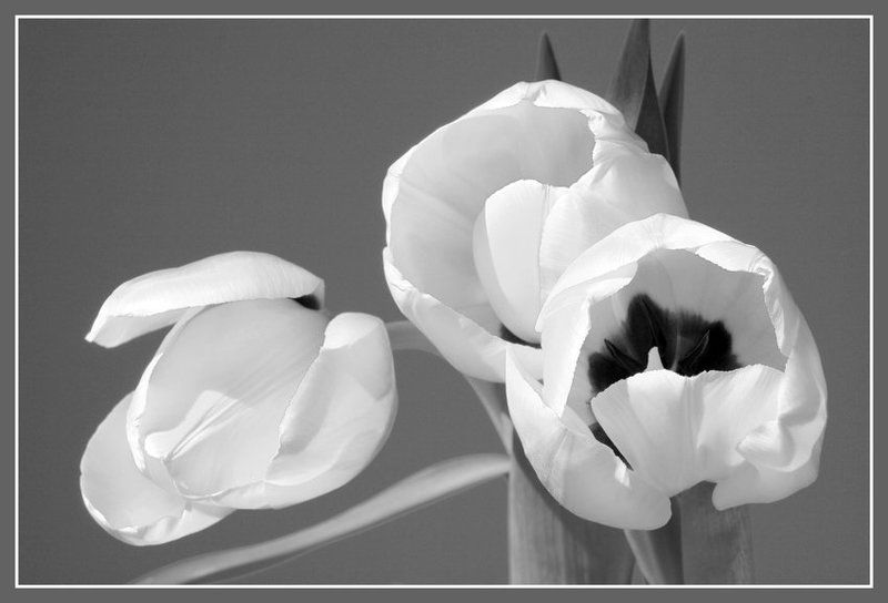 цветы,тюльпаны,этюд,ч/б,  фото превью