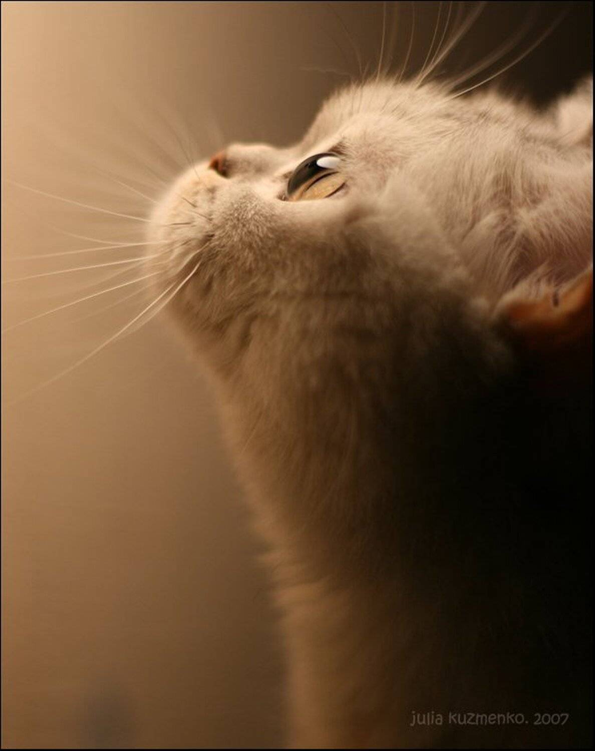 кошка, салли, Юлия Кузьменко