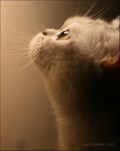 Охотник на комаров