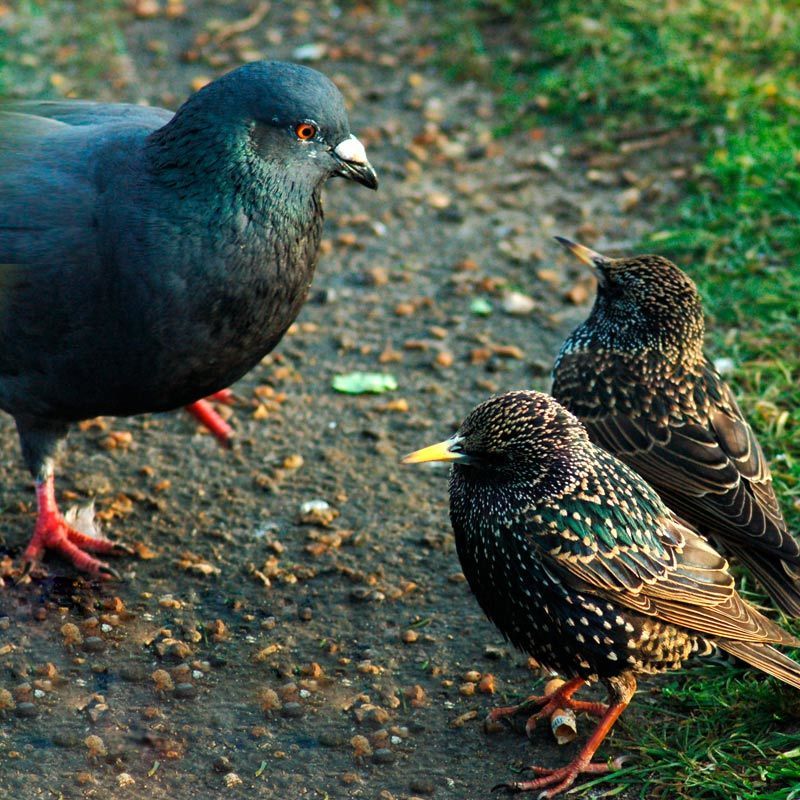 птицы Вопросы есть? фото превью