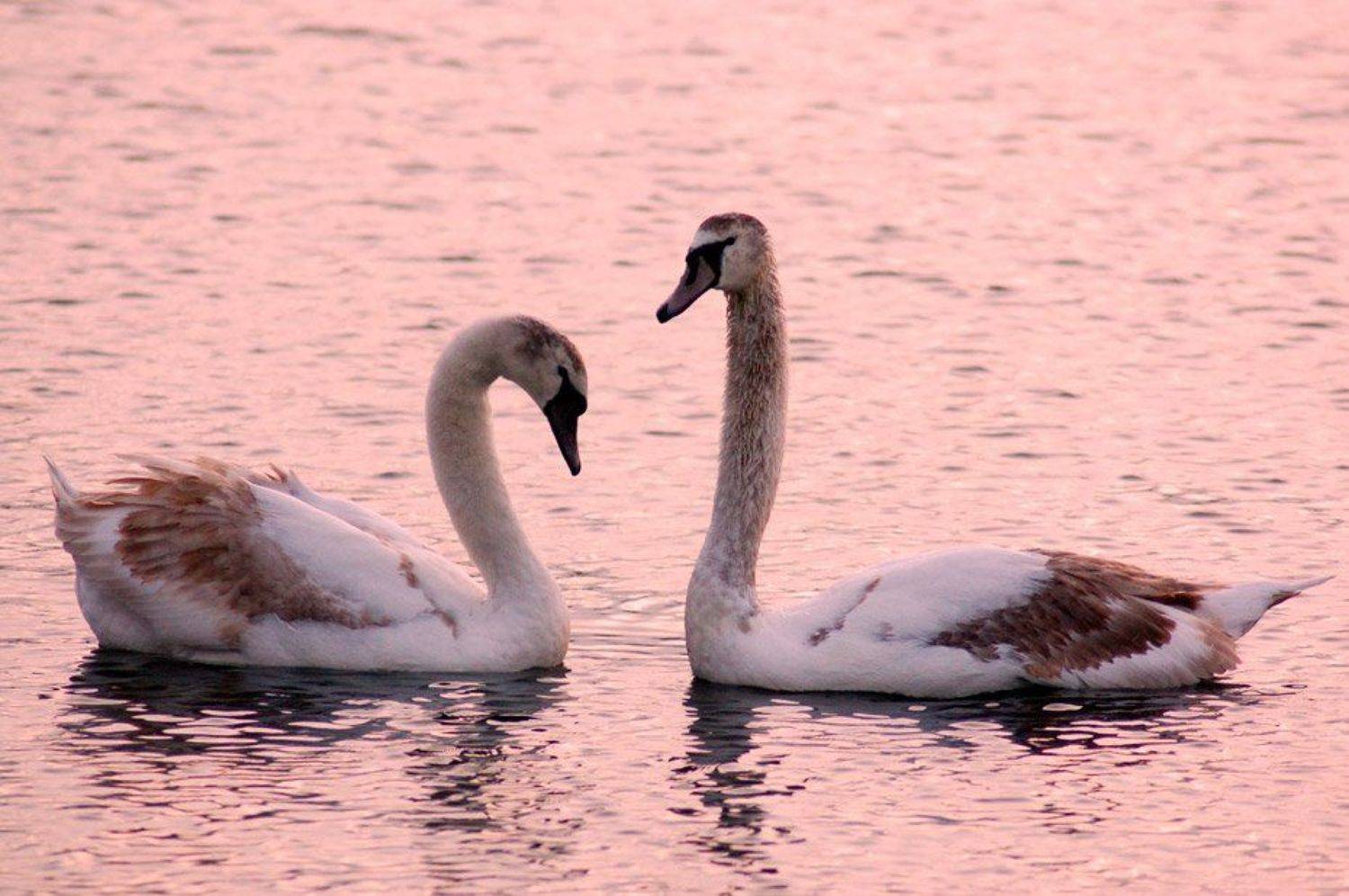 лебеди, вода, озеро, пара, sevat