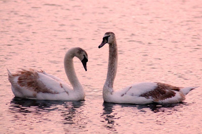 лебеди, вода, озеро, пара Лебединая пара фото превью