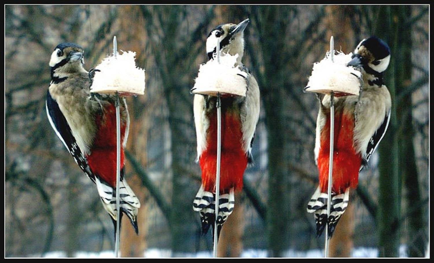 дятел 2 штуки, Борис Никитин