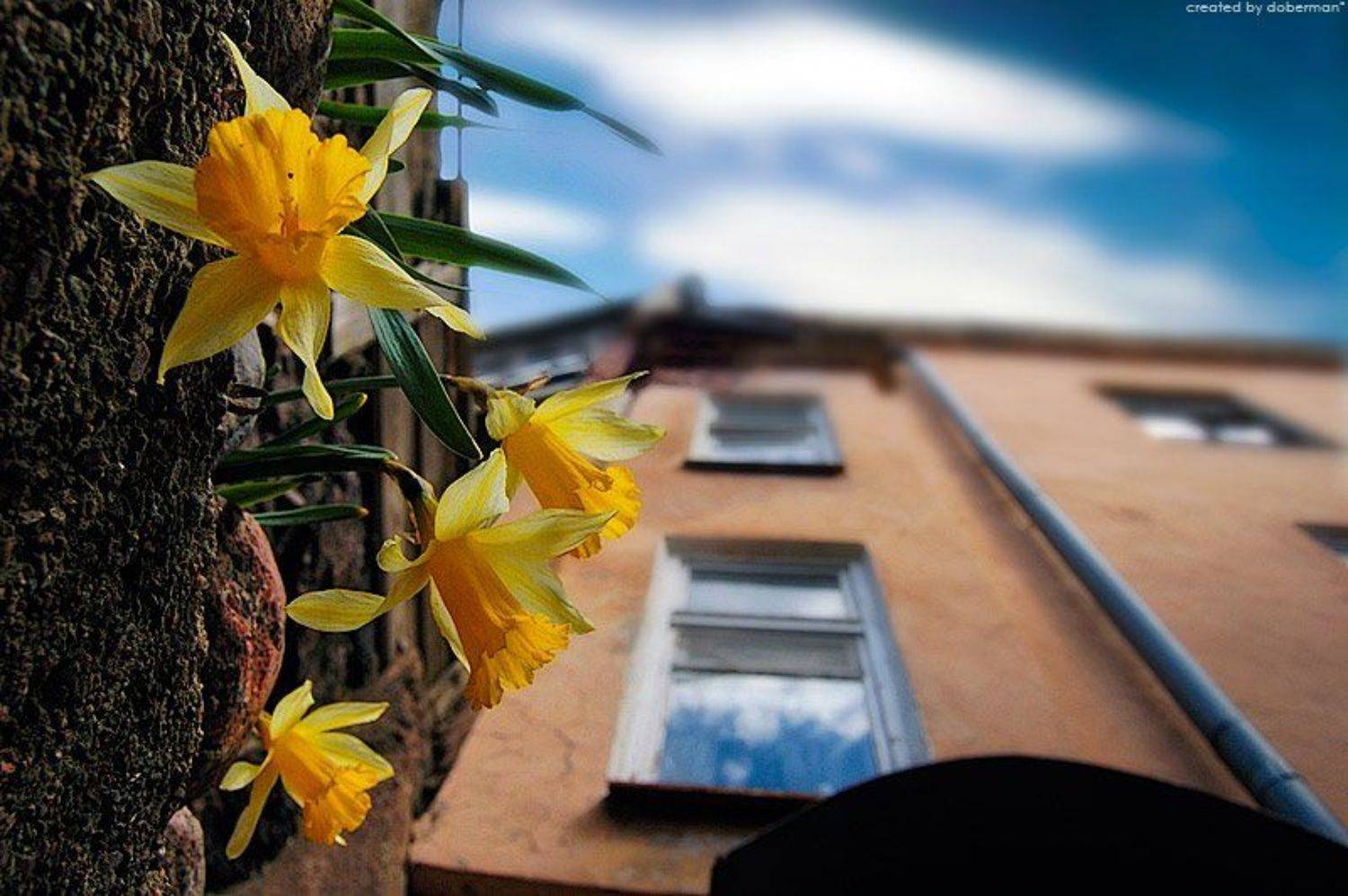 нарциссы, Денис Богомолов