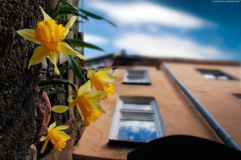 нарциссы Городские цветы фото превью