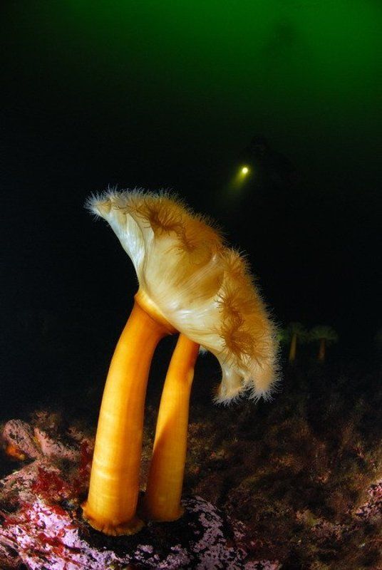 море, природа, актинии, животные Луч света фото превью