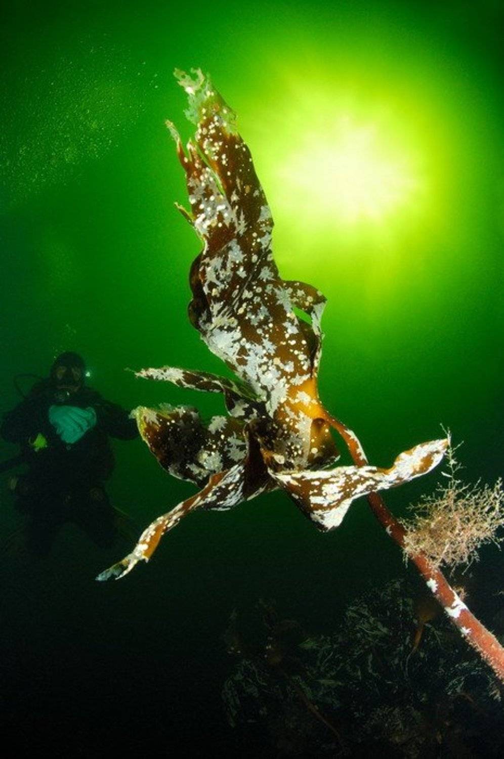 море, природа, актинии, животные,дайвинг, Svetlana Nosova