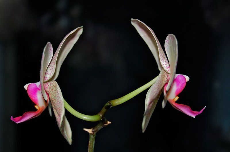 орхидеи, конфликт, ссора, цветы Поссорились фото превью