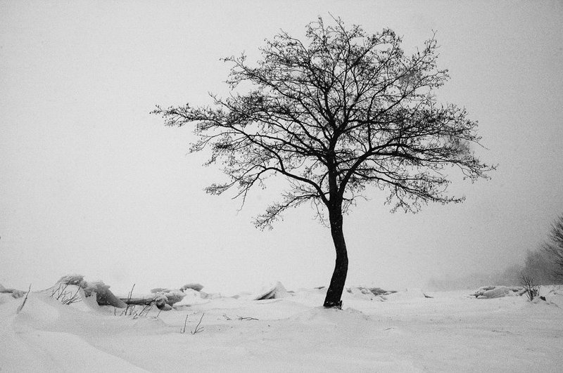 финский залив,снегопад,дерево,лед В снегу и в льдах фото превью