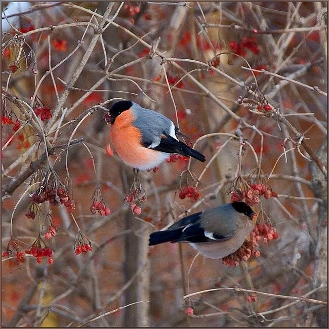 снегири зима калина, Partner