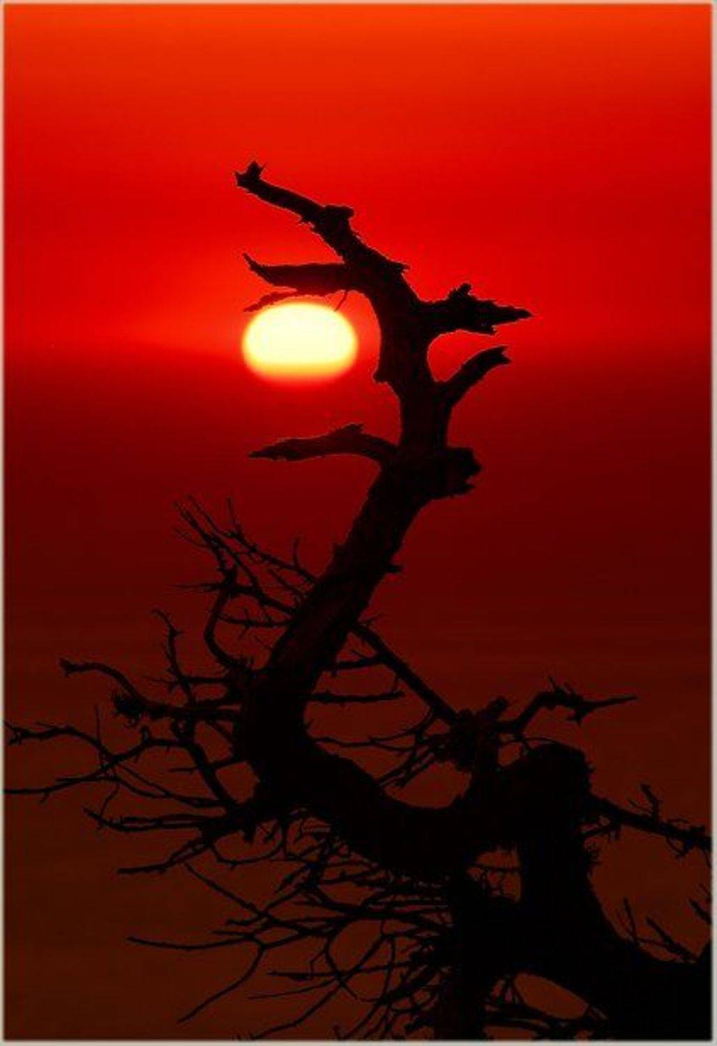 Греция, закат, коряга, Родос, солнце, Александр Константинов