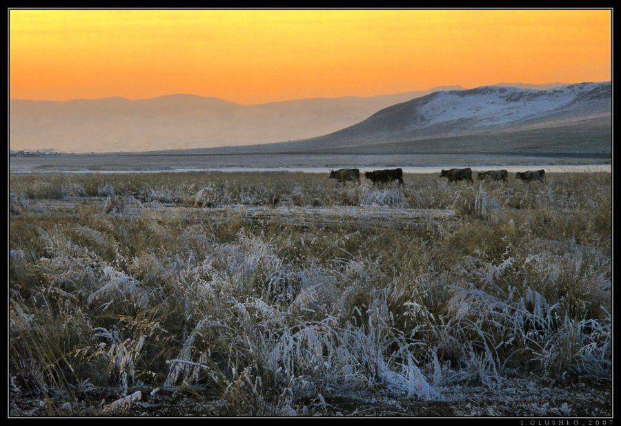 госень, бурятия, коровы, степь, горы, снег, Игорь Глушко