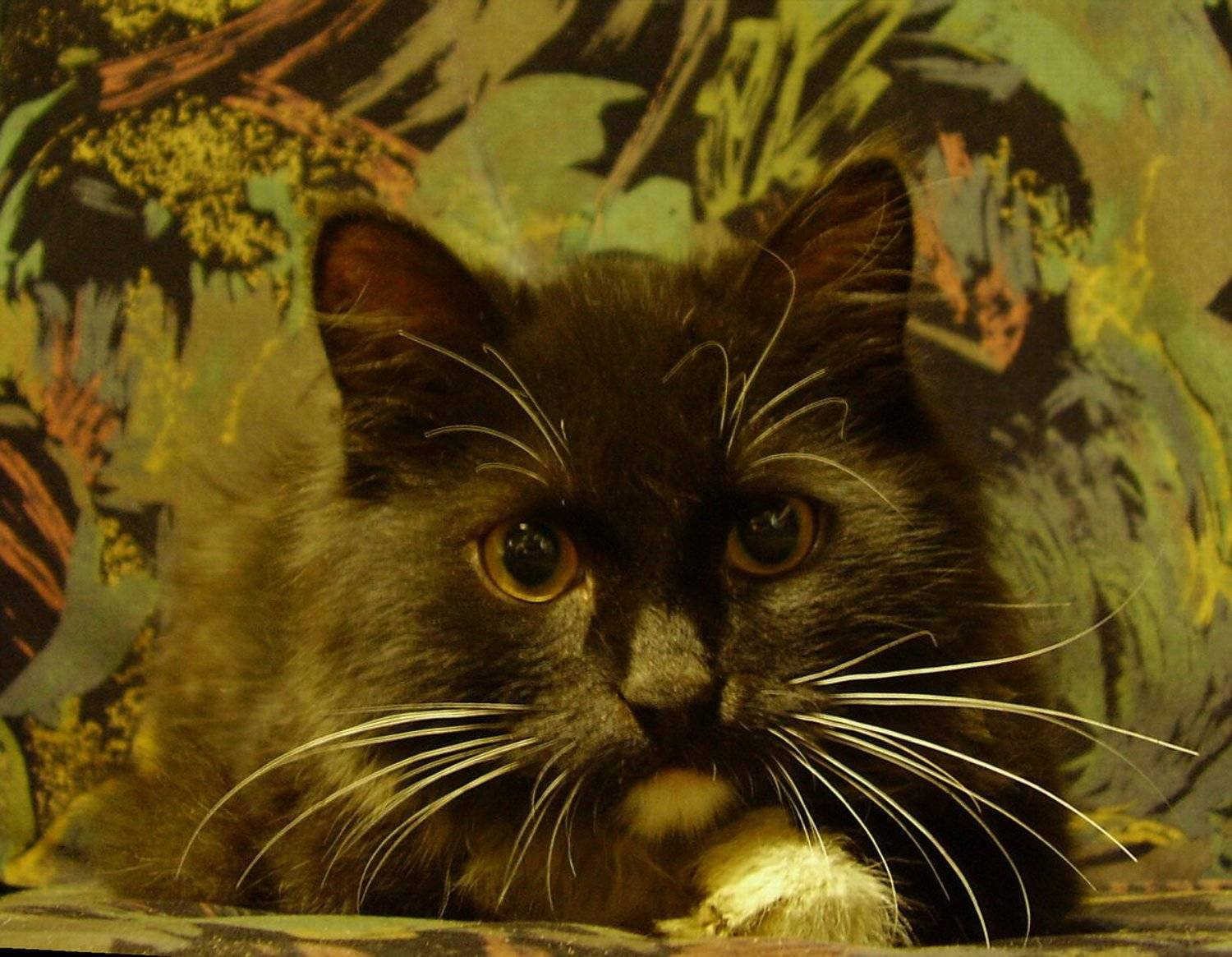 котенок беспризорник, Наталья Герасименко