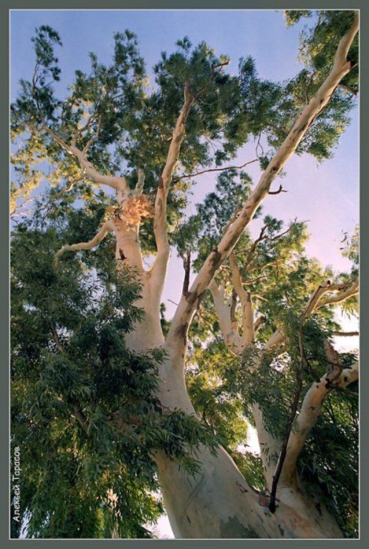 дерево, эвкалипт Подпирая небо... фото превью