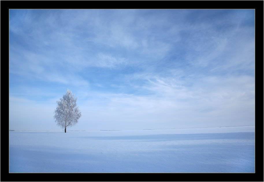 чувства, природа, зима, дерево, береза, снег, поле, пейзаж, фото, Алексей Строганов