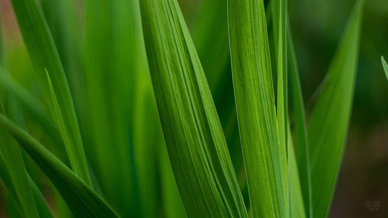 , Мария Мальгина