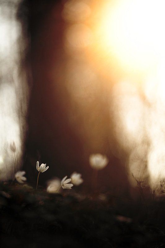 ветреничка, дубравная закатная фото превью