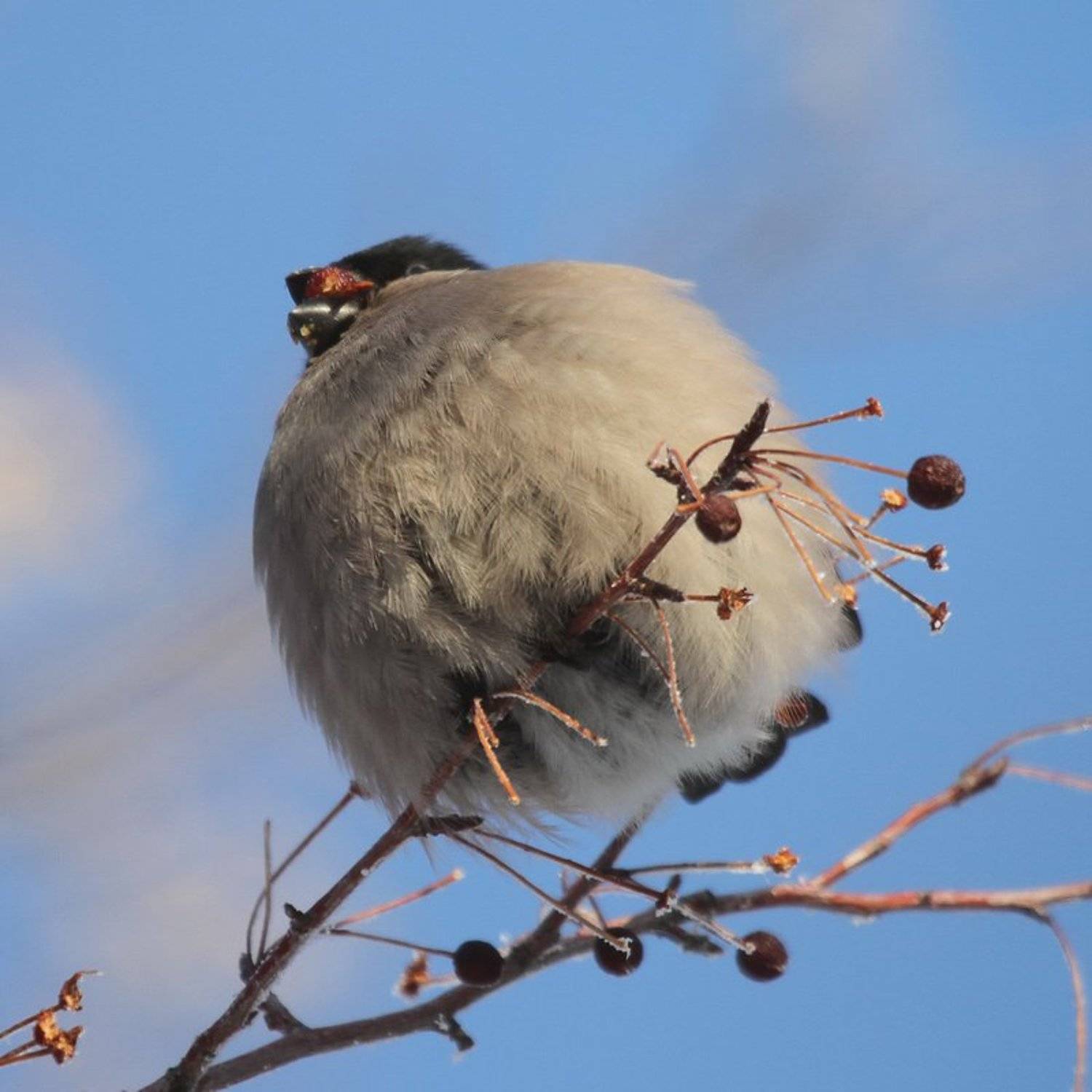 , Васенин Валерий