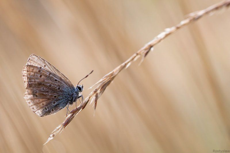 ростислав, макро, 100мм Lines* фото превью