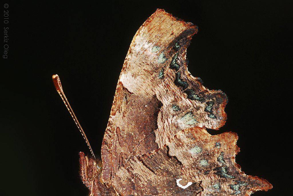 polygonia, c-album, macro, nikon, closeup, serkiz, oleg, Oleg Serkiz