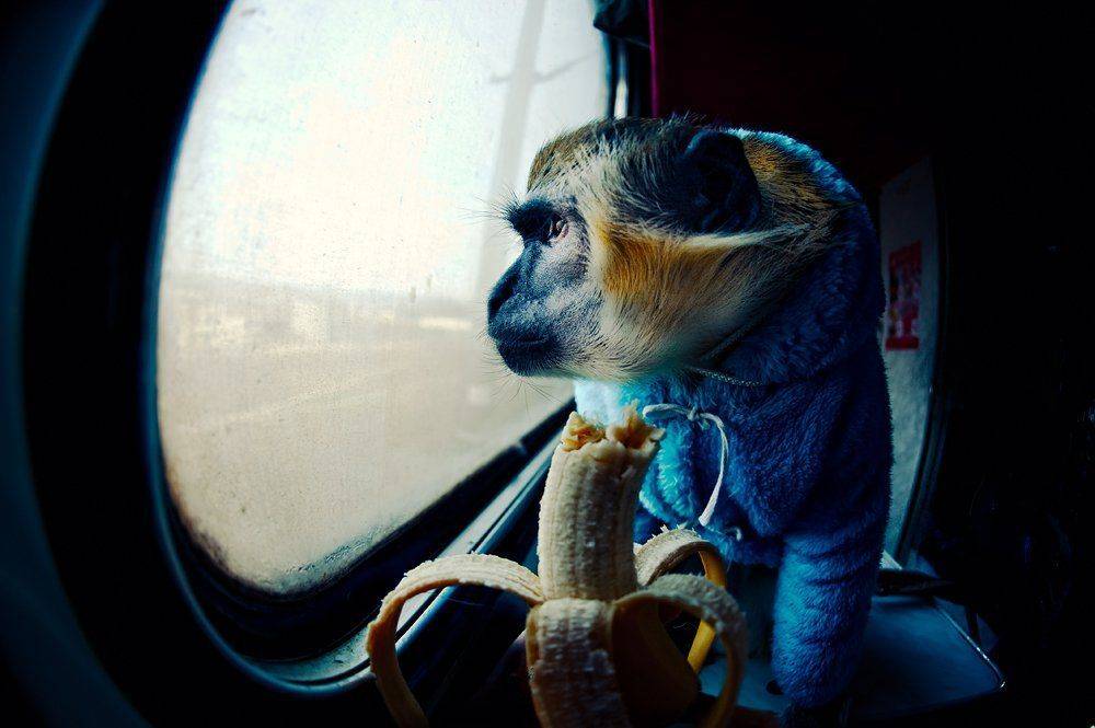 попутчик,, Надежда